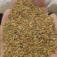 بذر یونجه و گندم