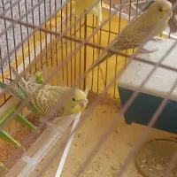 پرنده