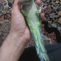 راهب سبز