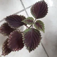 گل و گیاه
