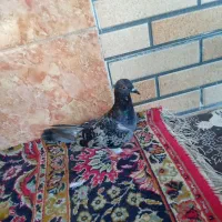حوانات