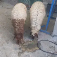 بره نر