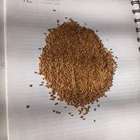 بذر یونجه پایه بلند همدان