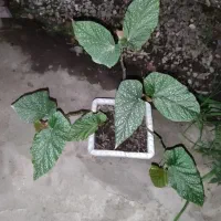 بگونیای خالدار