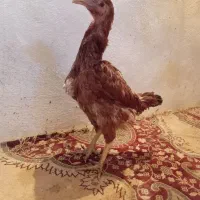 مرغ تاخچه لاری نسل دار