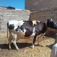 یک گاوشیری شکم 3