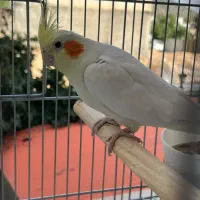 فروش پرنده
