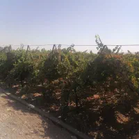 زمین-وباغ-با-اب-چاه-عمیق-شش-اینچ
