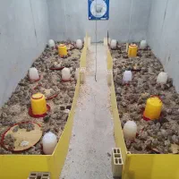 پرورش پرسود بلدرچین (خانگی)