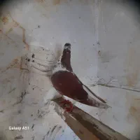 کبوتر یا کفتر