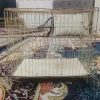 قفس