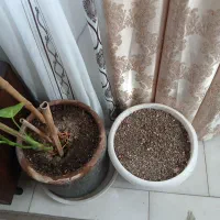 گلدان با خاک مناسب