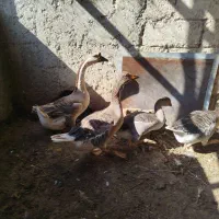 قو غاز آفریقای ،غاز محلی و اردک