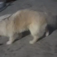 سگ پا کوتاه