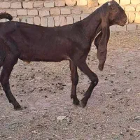 بز پاکستانی نرخوده ازنربز گوش ۷۲ بزغاله نر کاموری