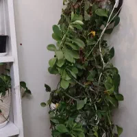 حراج گلهای زینتی و. گلدانهای سرامیک و لوازم دیگر