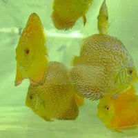 سالن پرورش دیسکس