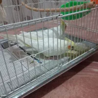 جفت عروس لوتینو