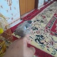 باسلام|پرنده|خرمشهر, |دیوار