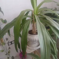 گل برگ موزی بزرگ