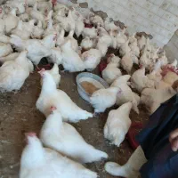 مرغ گوشتی شهرستان و مرغ مادر (مرغ فروشی محب)