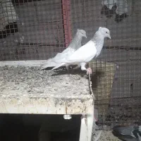 یگ جفت کبوتر کله الماسی