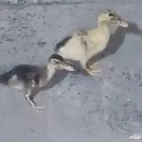 جوجه اردک