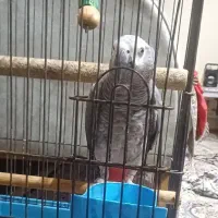 کاسکو ۱۰۰ کلام سخنگو نر ۲ ساله باهوش پر صحبت