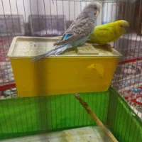 مرغ عشق نر ماده قیمت مناسب