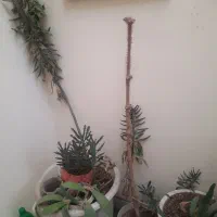 گل وگیاه کلی باهم