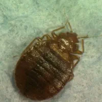 سم پاشی وتعمه موش مورچه موریانه عقرب مار سوسک ساس