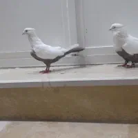 جفت دونبی درجه یک