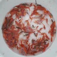 فروش ماهی قرمز در سنگر