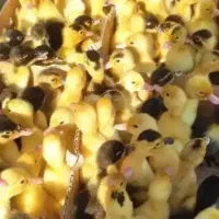 جوجه اوردک و محلی
