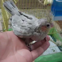 جوجه عروس سرلاکی نزدیک دونخور