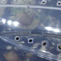 حلزون اچاتینا