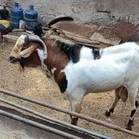 نری سومال