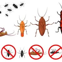 سمپاشی و سوسک کشی ۱۰۰٪ تضمینی