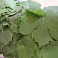 برگ مو