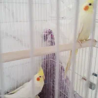 عروس هلندی نر و ماده