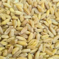 مقدار۴۰۰کیلوگندم کلتی  زیرقیمت.فقط نقدی