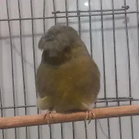 قناری نر گلستر