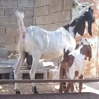 بز پاکستانی با دو کهر نر و ماده آدرس بندر لنگه