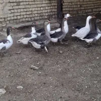 غاز|حیوانات مزرعه|برخوار, |دیوار