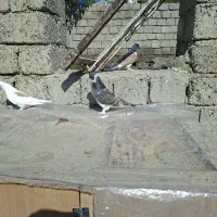 3عدد سسلی
