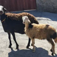میش و بره