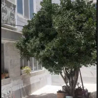 اجاره-روزانه-100-متر-داخل-شهر