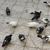 12عدد کبوتر