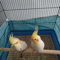 سلام عروس هلندی نروماده تخم بزار سالم نرش سخنگو