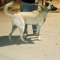 واگذاری سگ